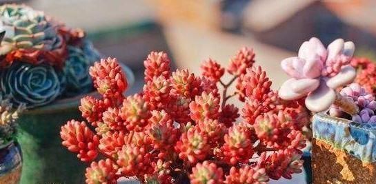 虹之玉|3种多肉,天热少浇水,养护成“老桩”,欣赏价值高