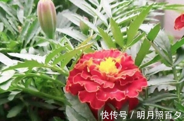 孔雀草|4种花养家里，满屋飘香，比香水还好闻，给你一片花海！