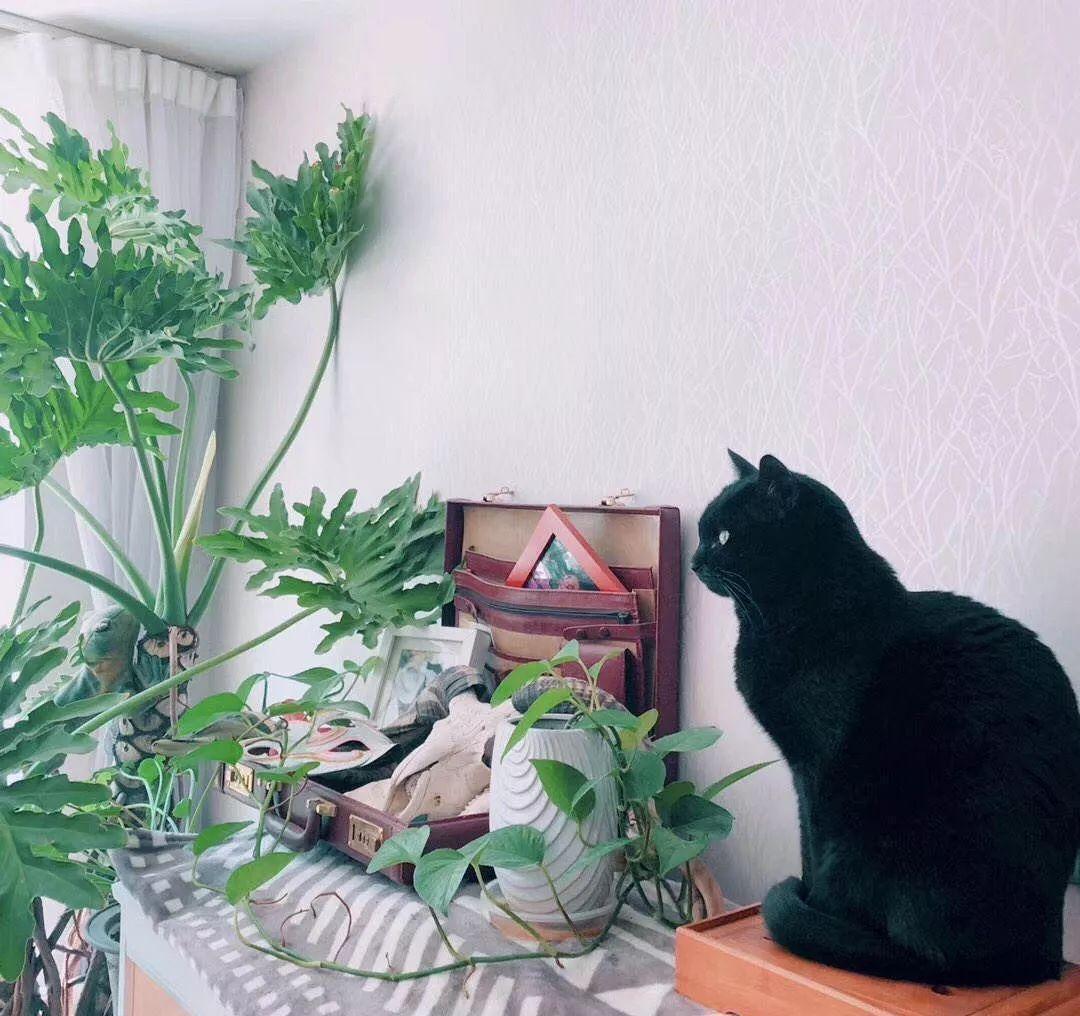 光棍树|养花:6种“丑八怪”,放在家里能镇宅,养的越久越气派