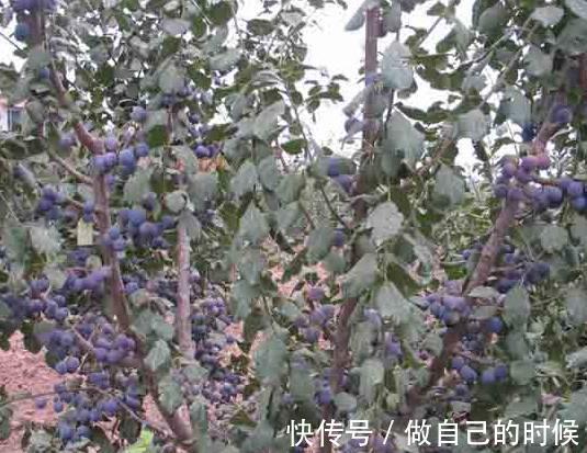 水果|别小瞧这3种水果,肝不好的人,每天吃一点,能养肝护肝!