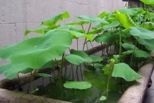 以前常见的旧坛子、石槽,养上花草植物,就成了漂亮的盆景