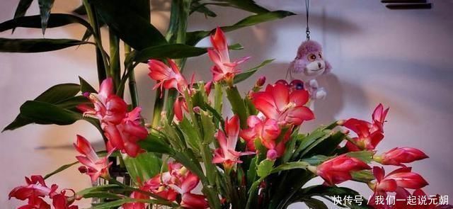 晒伤|给蟹爪兰“晒太阳”,注意“1点”,新芽多,颜色深,开花就爆盆