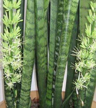 虎皮兰这样养，再也不烂根了，小芽还蹭蹭往外冒