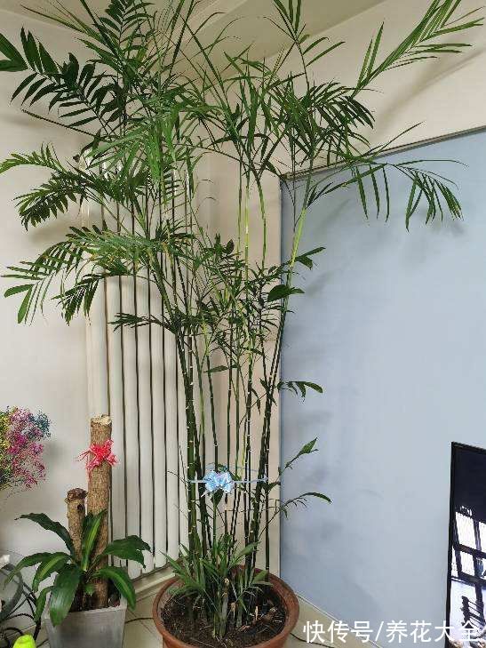 想要家中多贵气，当然要养岁寒三友，冬天养更合适