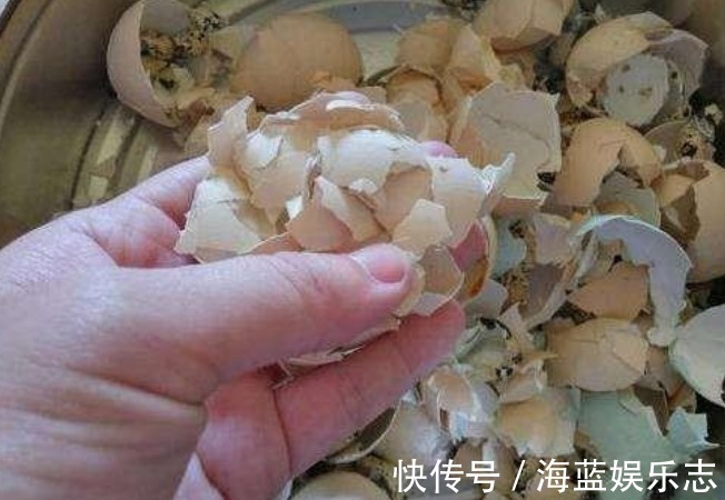 养花|家里3种垃圾“不要丢”用来养花，透气营养长得旺，养啥都爆盆