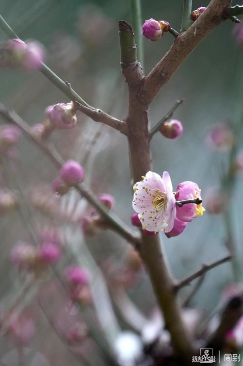 晨镜头|外滩黄浦公园:雨中红梅含苞待放,春节期间将迎盛花期 | 有个