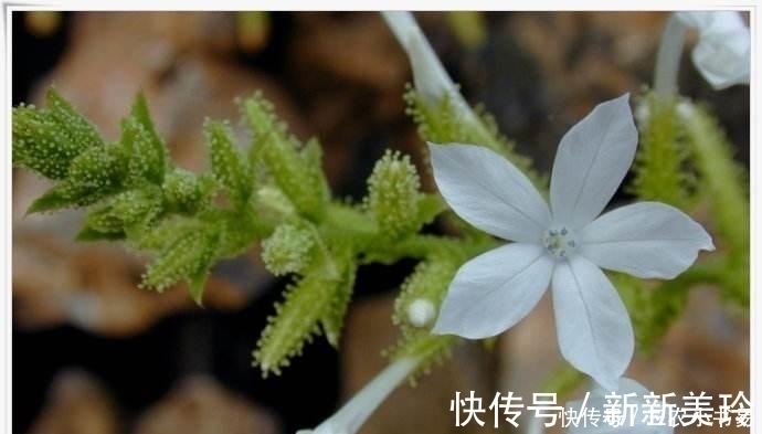 碧玉莲碧玉莲|5种适合冬天室内养殖的花, 非常漂亮, 注意养花更加旺盛