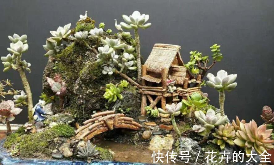 叶子|多肉爱喝2种水,夏季2周喂1次,叶子又肥又美,茎干不徒长