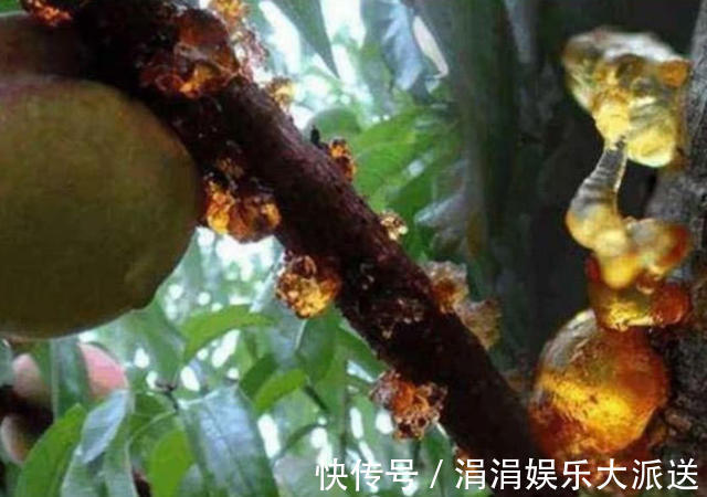 零食|女人再节俭,也要常吃3种“零食”,天然“玻尿酸”,美容抗衰老