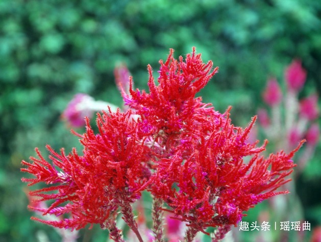 此花有“花中之王”之美誉，艳丽迷人引人注目，代表真挚永恒的爱