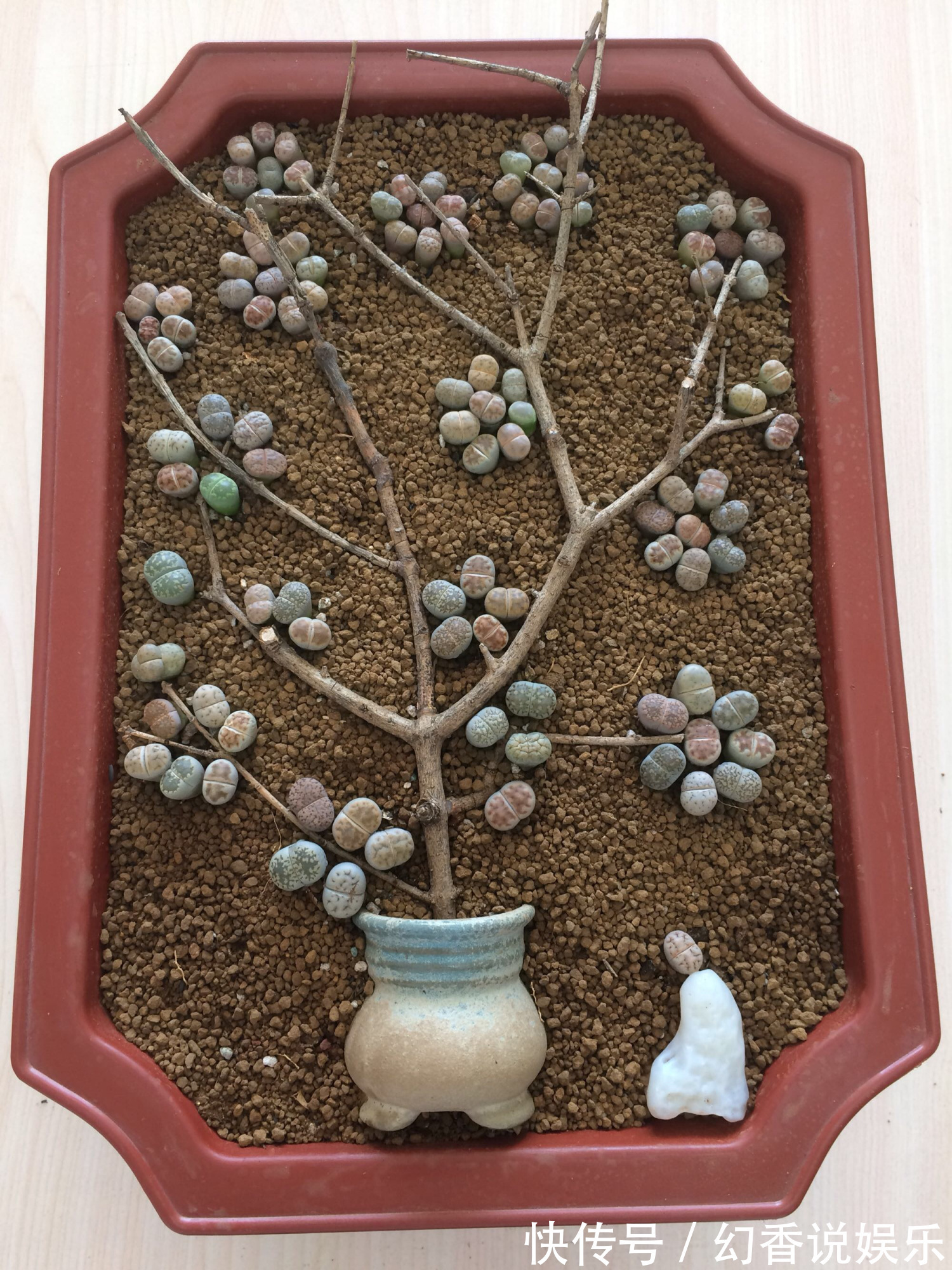 她在医院垃圾桶“捡篮子”，拿来种多肉“颜值高”，人见人爱