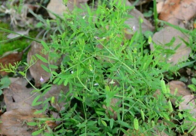 采摘|这种野菜，种子具有毒性，但它的叶子却很香，很多人应该没吃过