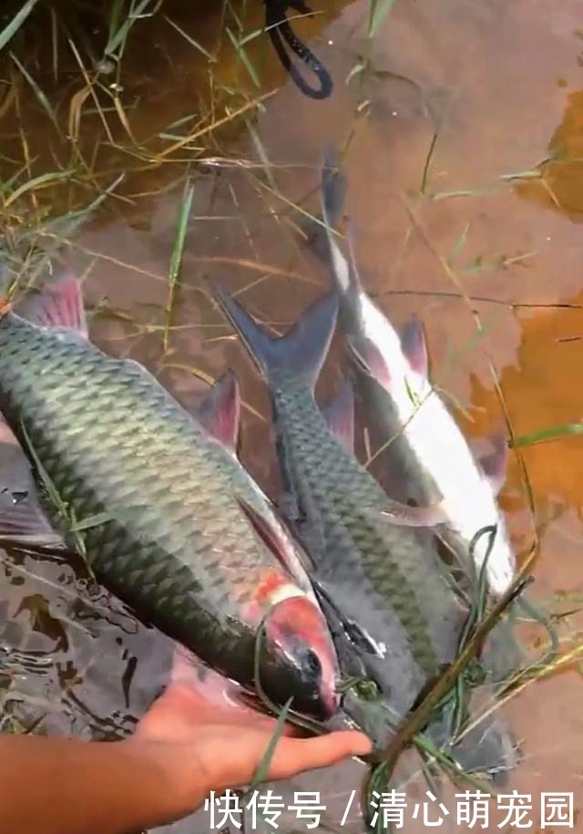 草鱼和鲤鱼的后代?这种怪鱼只有西南地区才有,人称“青竹鲤”