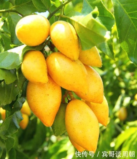 风热|咳嗽频发当零食吃几颗,排出毒素,润肺止咳,冬天不咳嗽