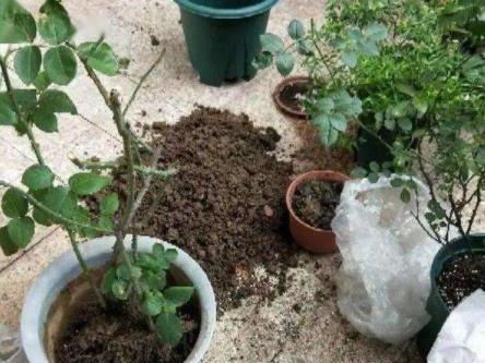 给花配土换盆的时候，4种东西别乱加，不然花卉难养好