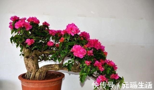 一种植物,人称“光叶子花”,可盆栽做盆景,比较好养!