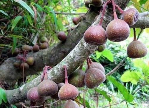  风湿|农村几种植物太强大，治风湿，腰腿痛，铁打损伤，应该了解下