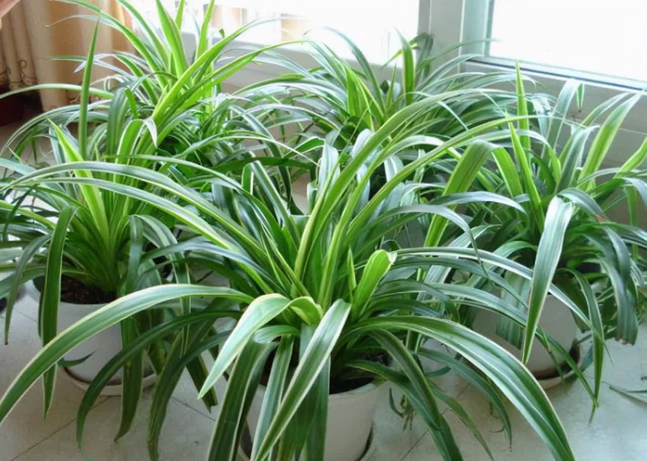 20种吉利大盆栽,客厅放一盆,吸收废气去异味,寓意好更养人