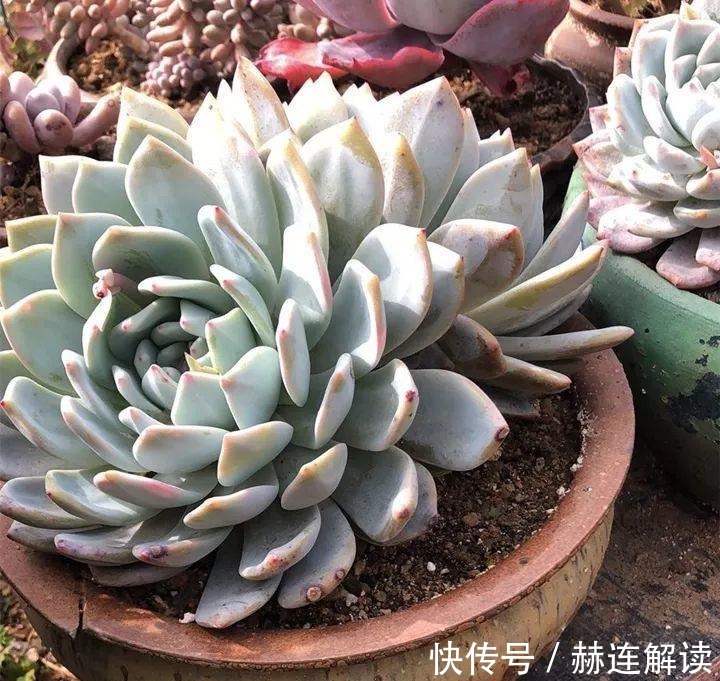 艾伦|姐姐养了9年的多肉,没有买肥就用它,个个长成精!