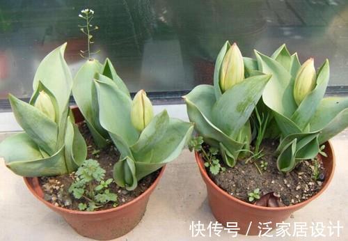 睡莲|旧土养花,简单一加工,肥效成倍,3种花谨慎用土,用了难养活