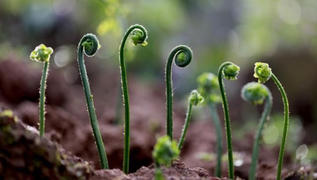 此種“雜草”曾滿山都是,被稱為野菜之王,如今野生已難尋,可惜