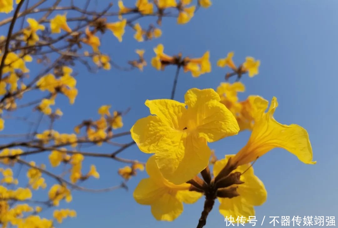 最新实拍！三水绝美黄花风铃木大片绽放，赏花地图戳