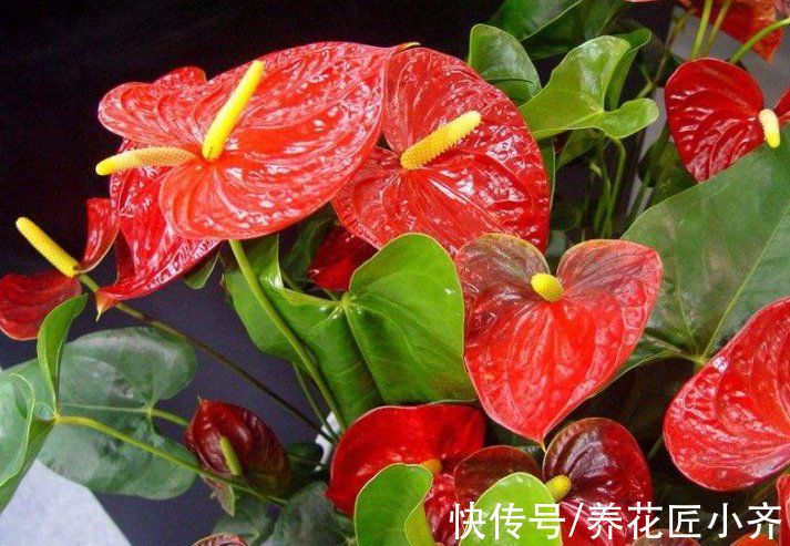 7种耐旱花,适合“懒人”养,忘记浇水也不怕,越长越旺还开花