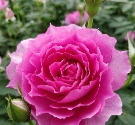 金丝雀|最适合养在阳台的花卉!花期长花量大!仙气十足,香味飘满室!