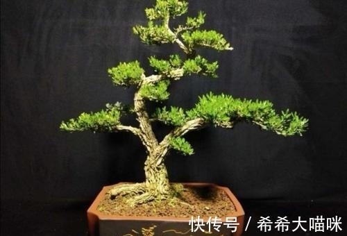 春天到了，养黄杨使用几个妙招，姿态更美