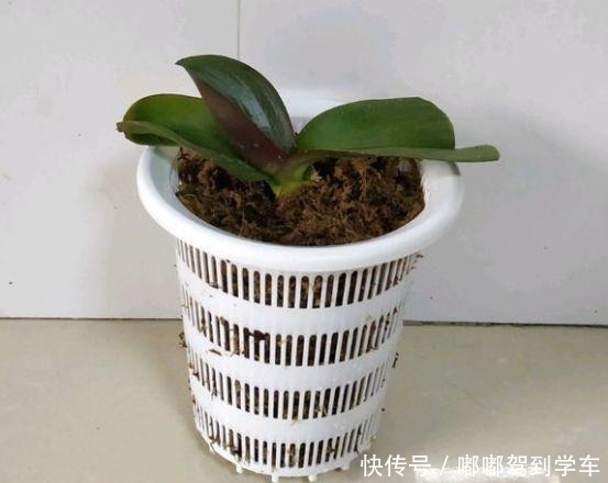 公认“最难养”的3种花,养一盆死一盆,看看你家有没有!