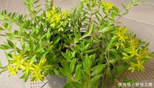 垂盆草|农村常见的一种野草,人们常将其作为盆景,殊不知可以入药