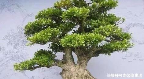 9种价格不菲的盆栽，不能拥有至少也过过眼瘾嘛