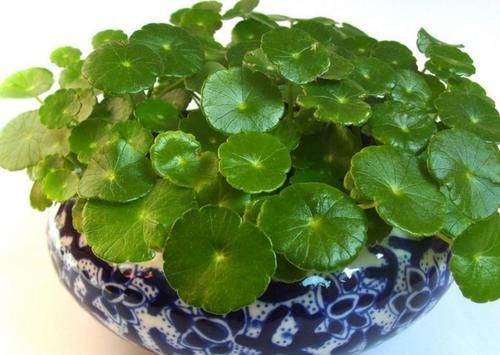 天气暖和了，6种植物别给它晒太阳，不然叶子枯黄