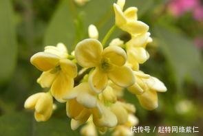  方法|如何养护桂花，盆栽桂花的养殖方法有哪些