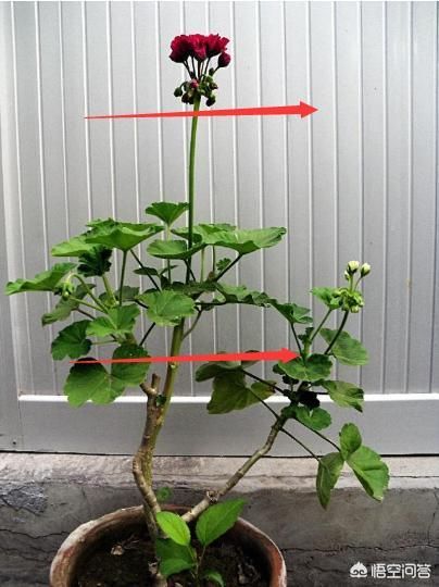 天竺葵开完花的花茎适不适合插扦？