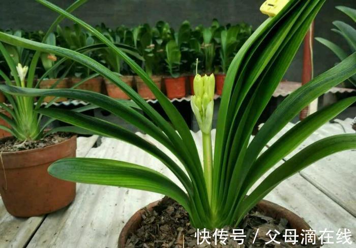 技巧|君子兰种植技巧