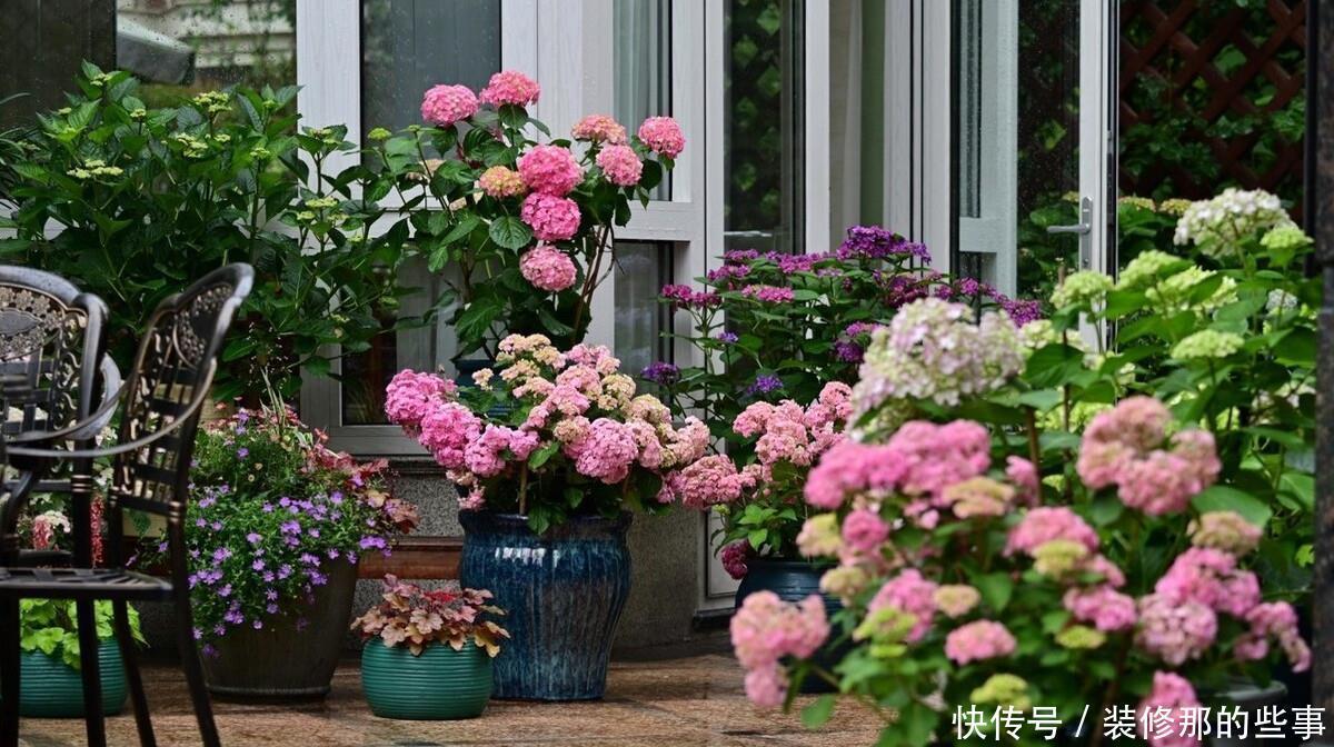 想要打造“高级”花园,春天种上“4种花”,颜值高,爱开花