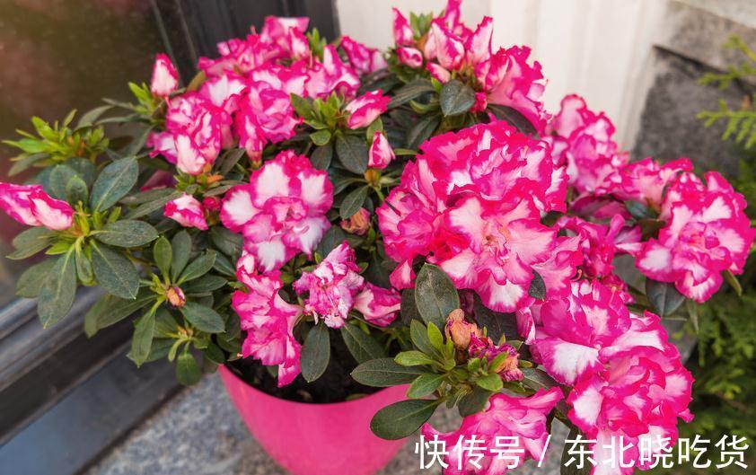 这样给杜鹃花施肥,植株快速生长枝繁叶茂,花大艳丽动人