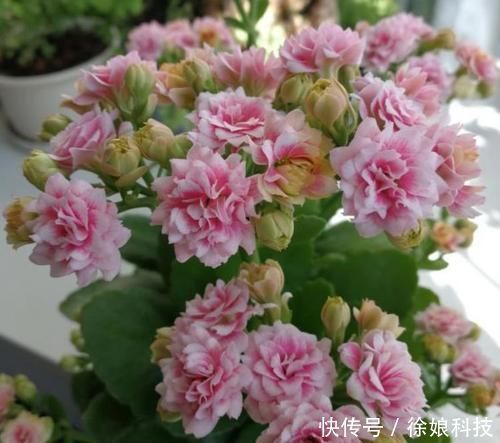 花色|4种花养家里,清新浪漫、气质出众,人养花,花也养人