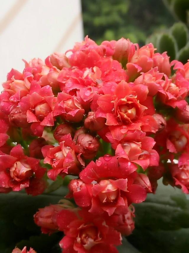 施肥|长寿花最喜欢这种肥,盆里埋一点,一年施肥麻烦都省了