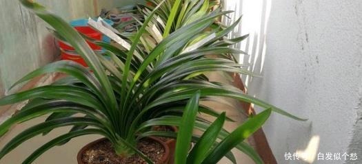 施肥|爷爷捡回3种“小东西”来养花，往土里埋“1点”，2年不用施肥！