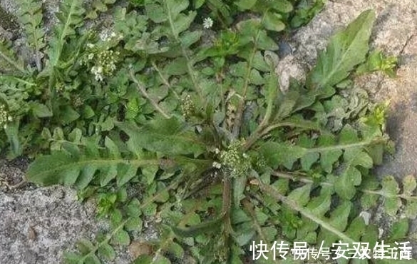 健康|农村的4种“长寿菜”,过去都是用来喂猪的饲料,你认识几种?