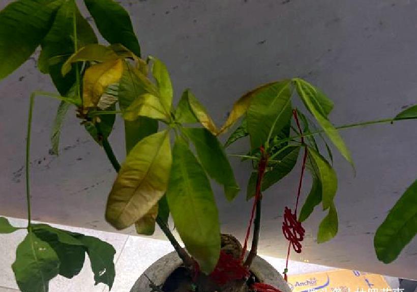 浇水|发财树老黄叶,不只是缺水,主要原因有7个,配图说明一目了然