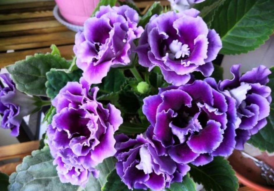 冬天就养“5种花”，耐旱又耐冷，养阳台不用管，一整冬开花不停