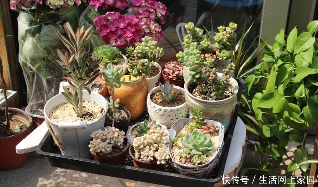 6种人“不适合”养花,买了花也“活不久”,浪费钱!