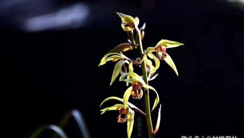 植料|什么树皮种兰花更好?学会处理松树皮,养蕙兰一年都不用施肥