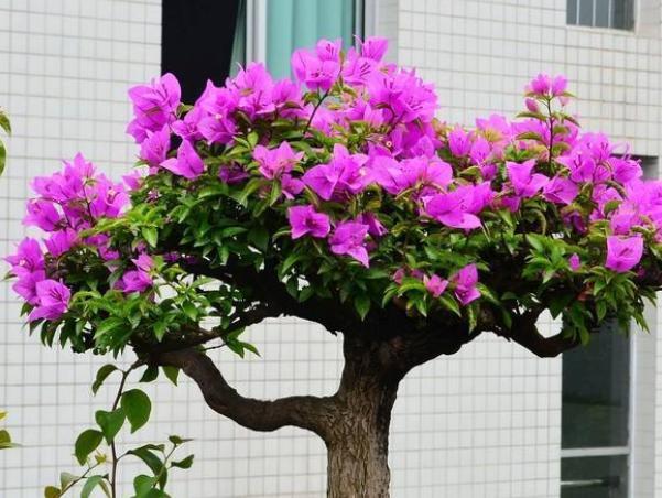 小窍门|三角梅花期不开花怎么办3个小窍门,助力全年花开爆满盆