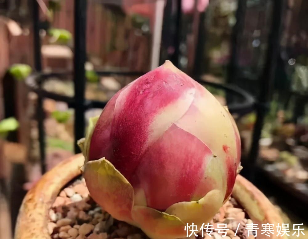 张大哥养肉10多年，总结出4个“耐热品种”，肉迷都喜欢