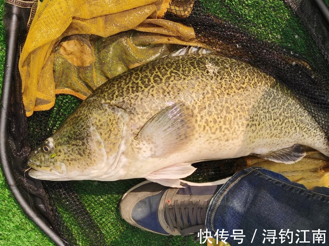 江西钓鱼人发现“新鱼种”,有人说是虫纹石鲈,会不会“泛滥”?