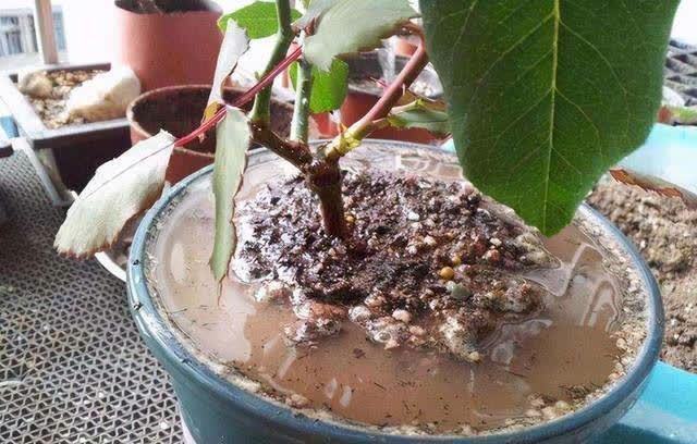 发现冬天养花有5种水不能浇，浇之后，那叫一个“惨”，都看看吧